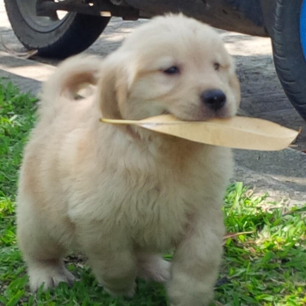Golden retriever puppies Champion Import bloodline