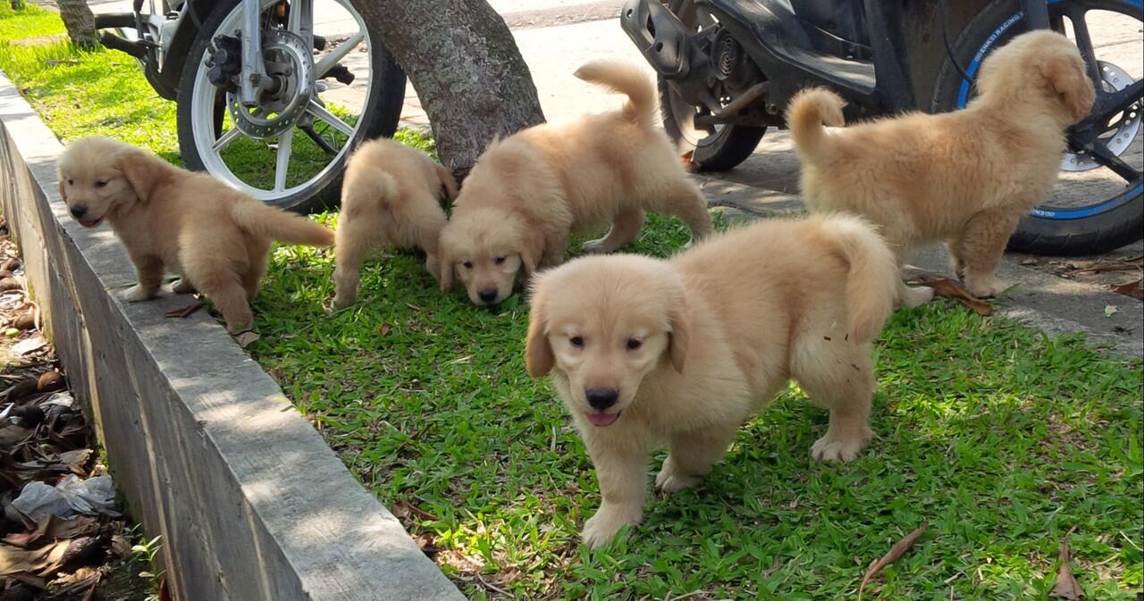 Golden retriever puppies Champion Import bloodline