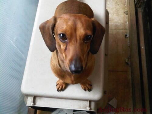 WTS anjing TEKEL jantan cokelat 11 bulan 600rban