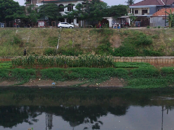 Bercocok Tanam di BKT (Banjir Kanal Timur)