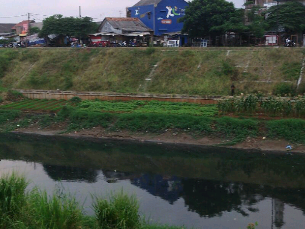 Bercocok Tanam di BKT (Banjir Kanal Timur)