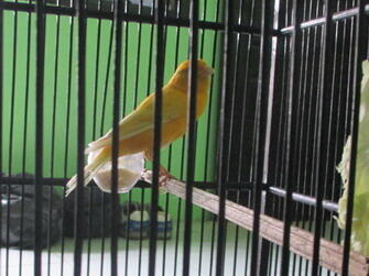 kenari orange polos gacor jogja