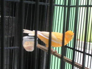 kenari orange polos gacor jogja
