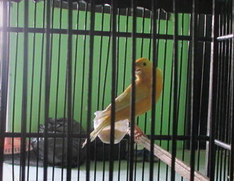 kenari orange polos gacor jogja
