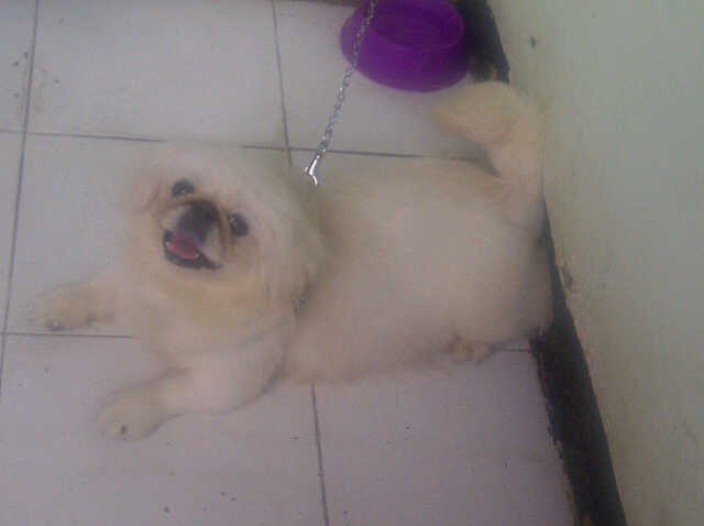 wts doggie lucu imut & menggemaskan