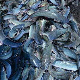 JUAL LELE KONSUMSI/DAGING 7-8 EKOR/KG DAN 10 EKOR/KG