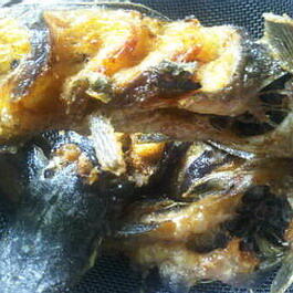JUAL LELE KONSUMSI/DAGING 7-8 EKOR/KG DAN 10 EKOR/KG