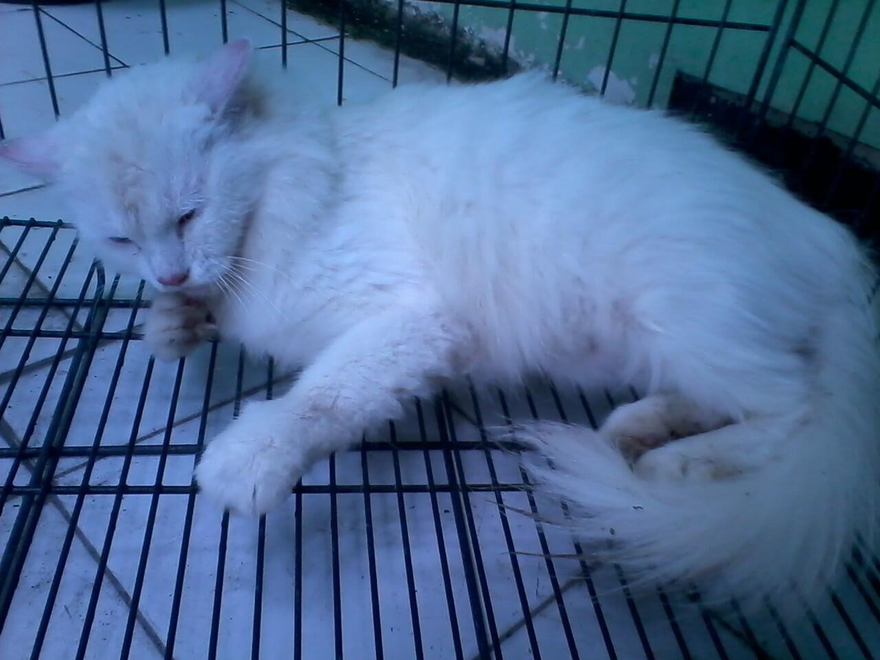 Kucing Persia