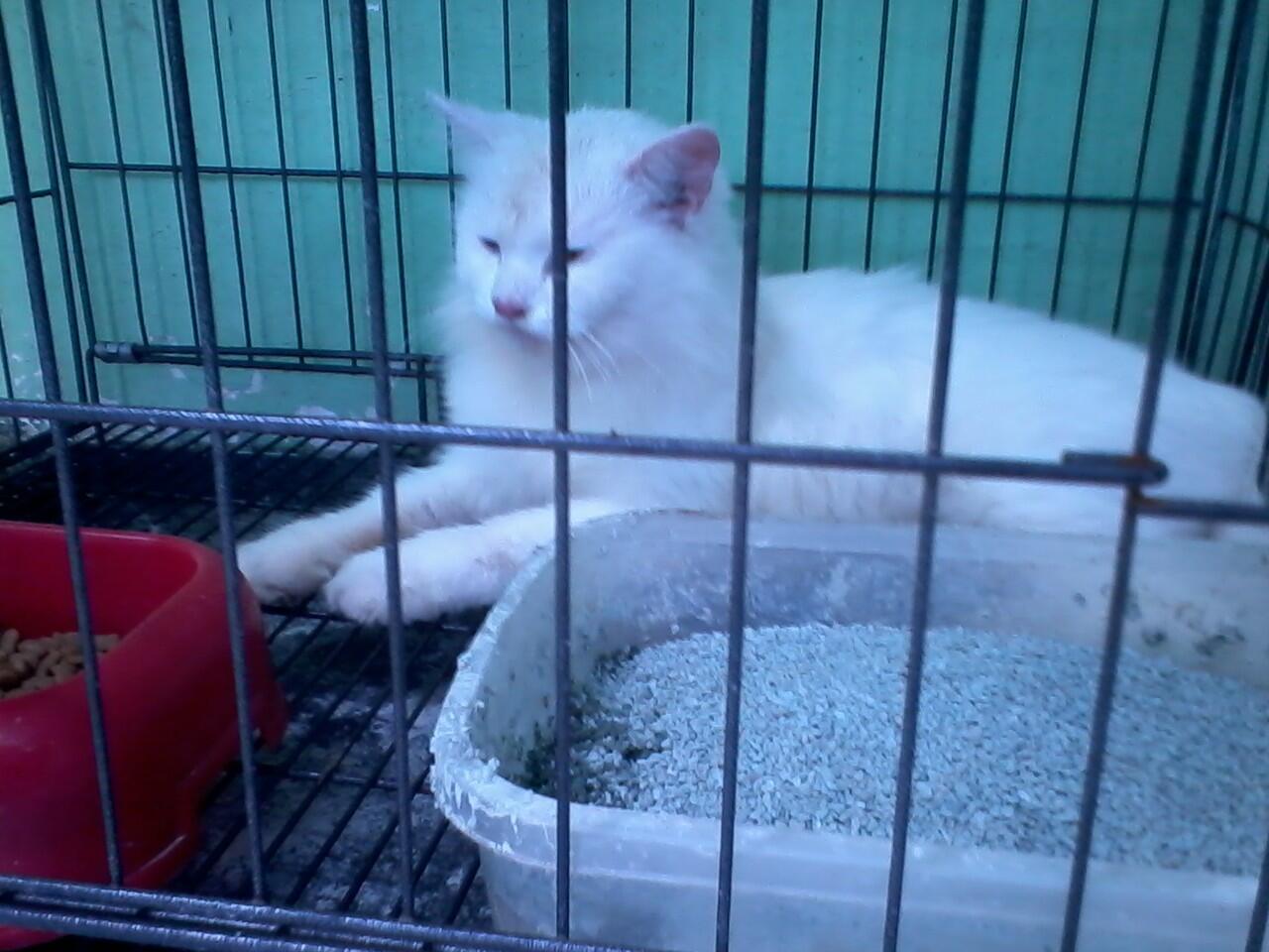 Kucing Persia
