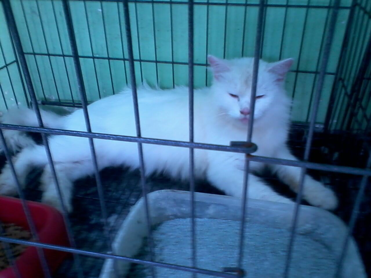 Kucing Persia