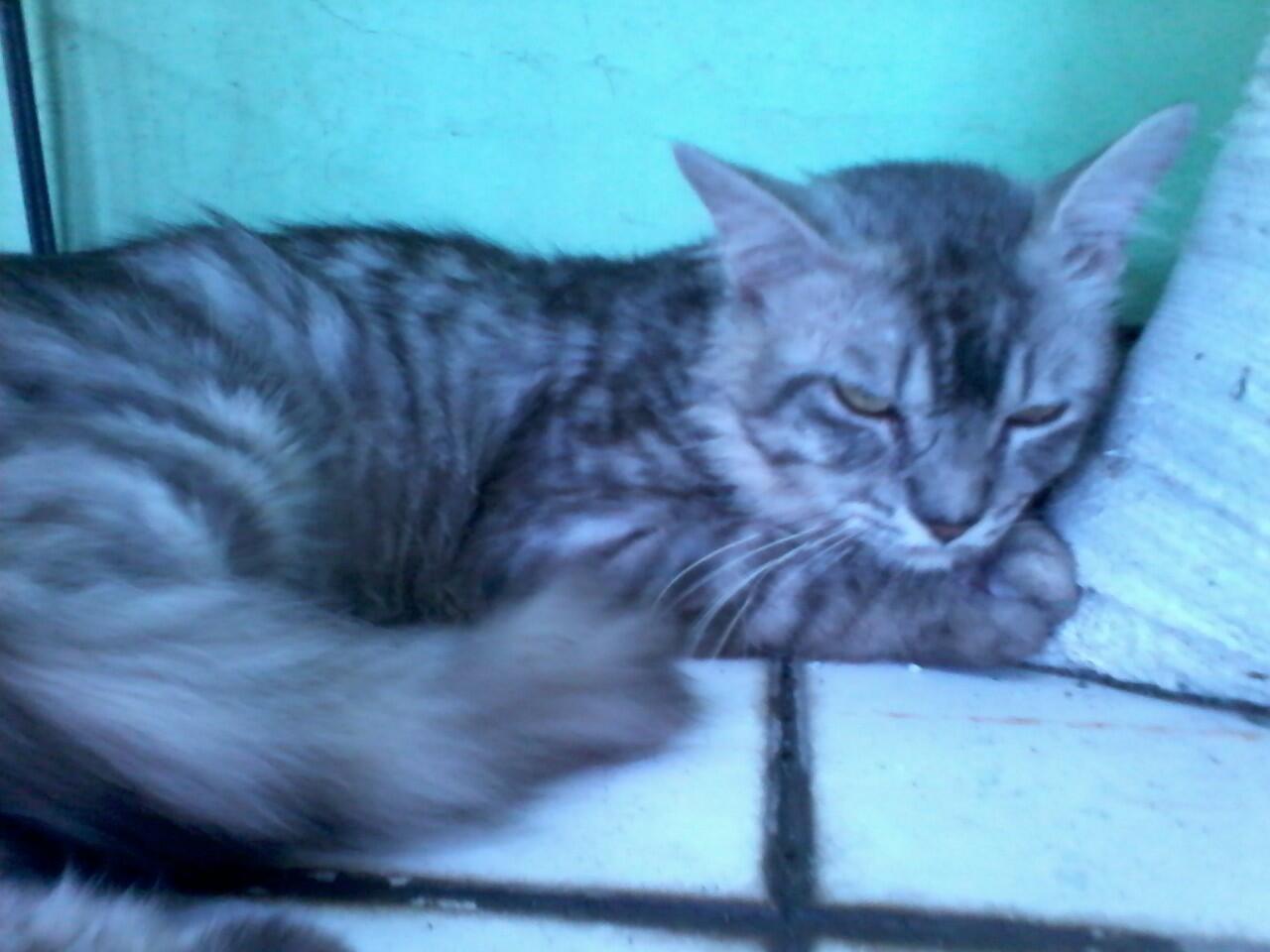 Kucing anggora mix mainecoon
