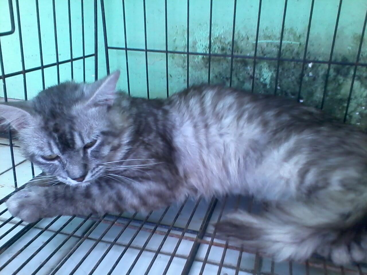 Kucing anggora mix mainecoon