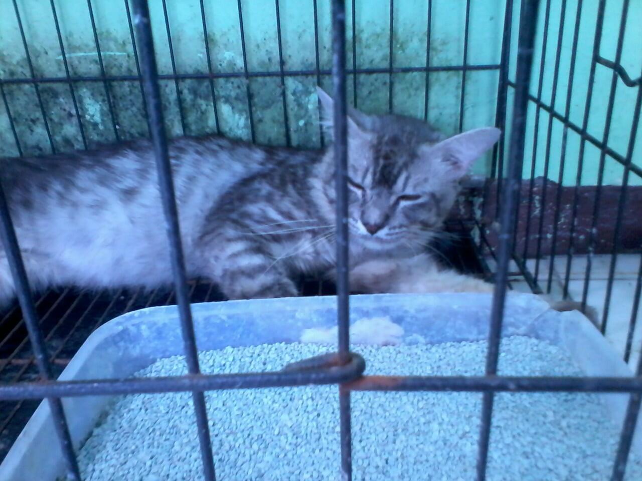 Kucing anggora mix mainecoon