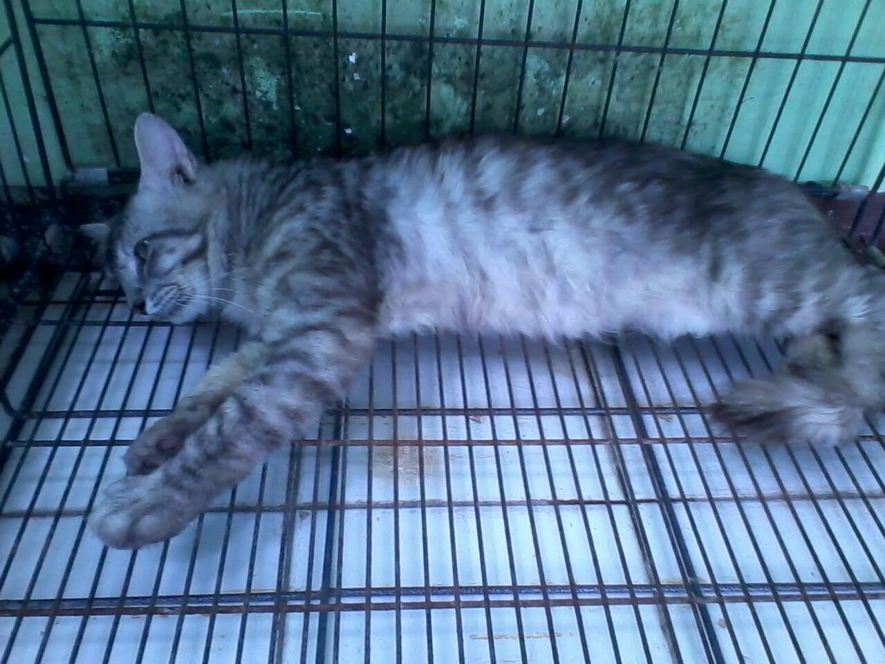 Kucing anggora mix mainecoon