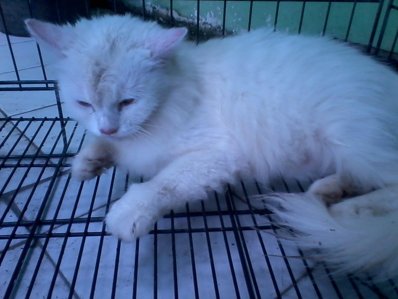 Kucing Persia