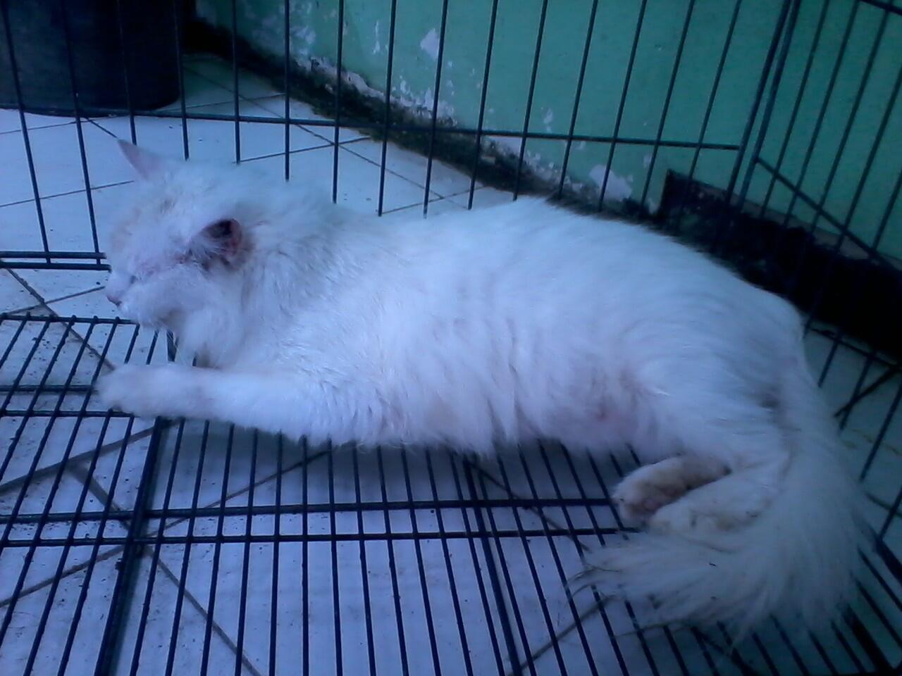 Kucing Persia