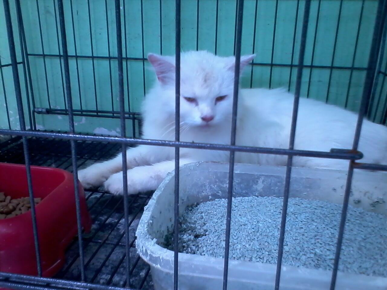 Kucing Persia