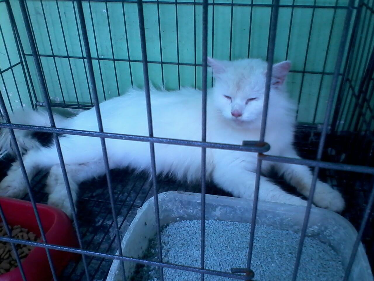 Kucing Persia