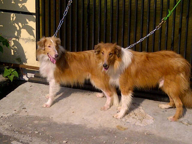 WTS ANJING COLLIE/LASSIE