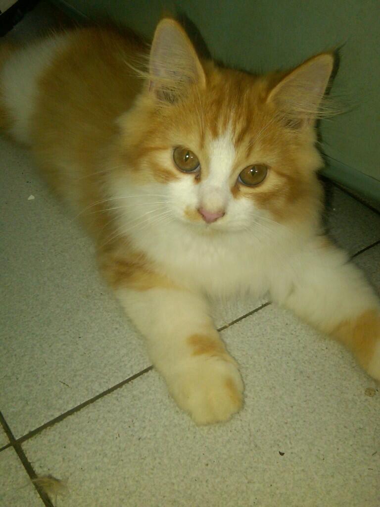 JUAL KUCING PERSIA