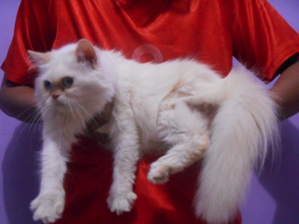 Kucing Persia Flatnose Longhair Cantiiik Dan imuuutt (Bekasi)