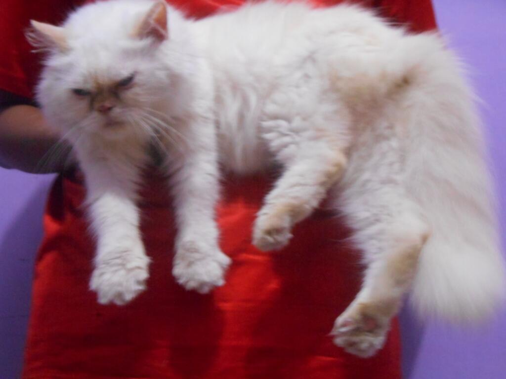 Kucing Persia Flatnose Longhair Cantiiik Dan imuuutt (Bekasi)