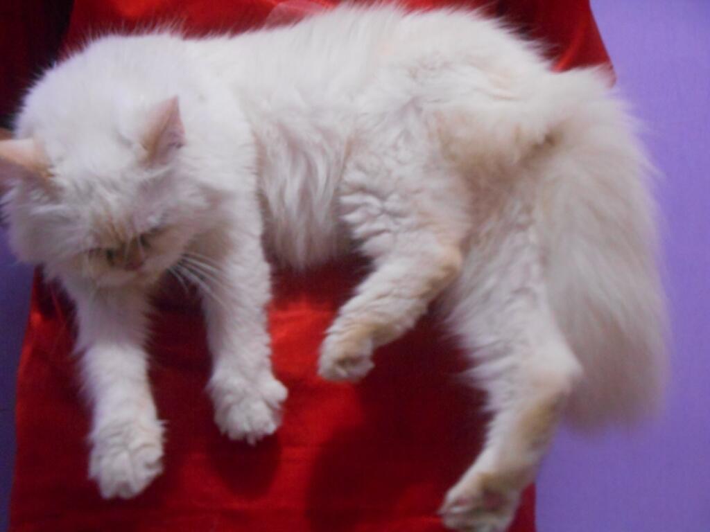 Kucing Persia Flatnose Longhair Cantiiik Dan imuuutt (Bekasi)