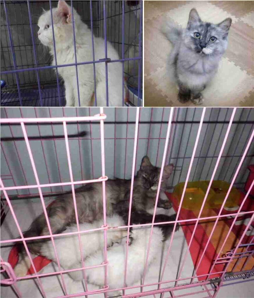 Kucing Persia 4 Ekor
