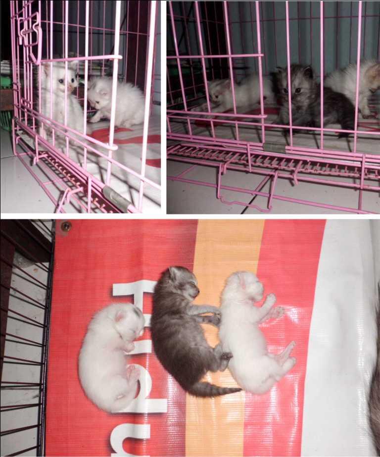 Kucing Persia 4 Ekor