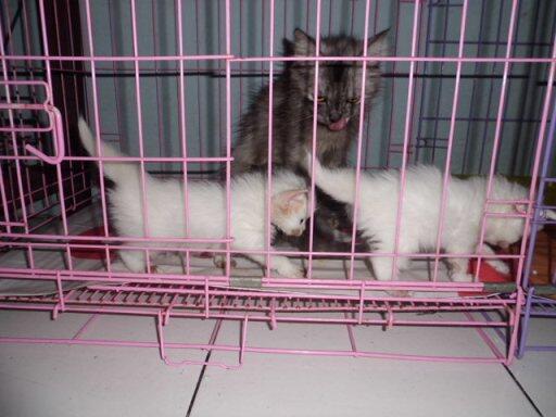 Kucing Persia 4 Ekor