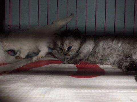 Kucing Persia 4 Ekor