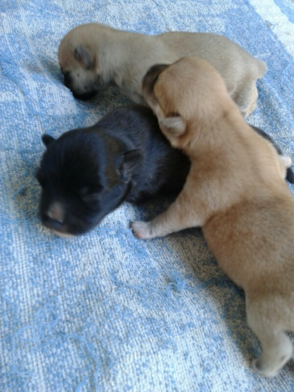 Dijual puppies keturunan golden+kancil, Loc : Surabaya