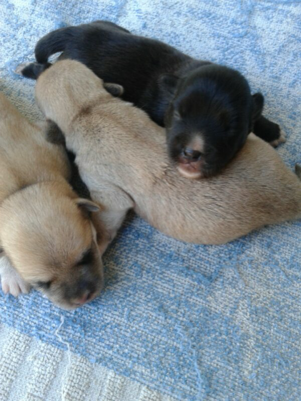Dijual puppies keturunan golden+kancil, Loc : Surabaya