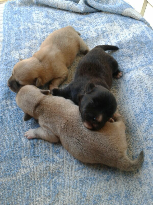 Dijual puppies keturunan golden+kancil, Loc : Surabaya