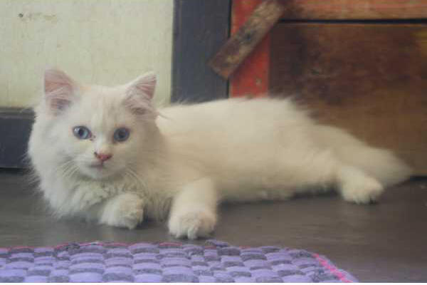 persia 3 bulan betina