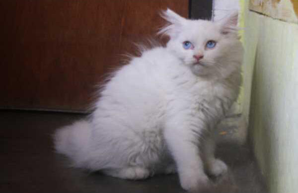 persia 3 bulan betina