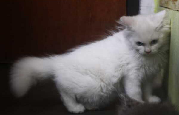 persia 3 bulan betina