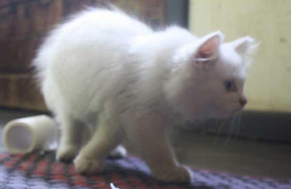 persia 3 bulan betina