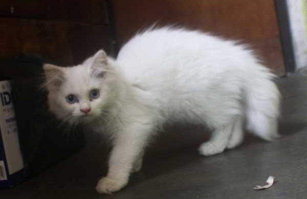 persia 3 bulan betina
