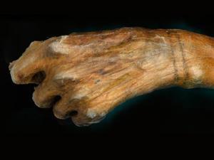 WOW!, 5 Fakta Mengejutkan Tentang Ötzi Si Manusia Es