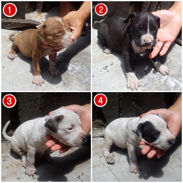 WTS Anak Anjing Pitbull