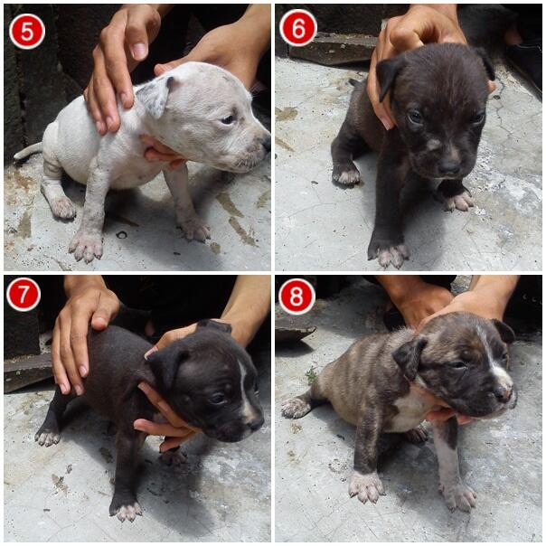 WTS Anak Anjing Pitbull