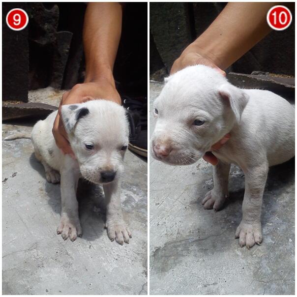 WTS Anak Anjing Pitbull