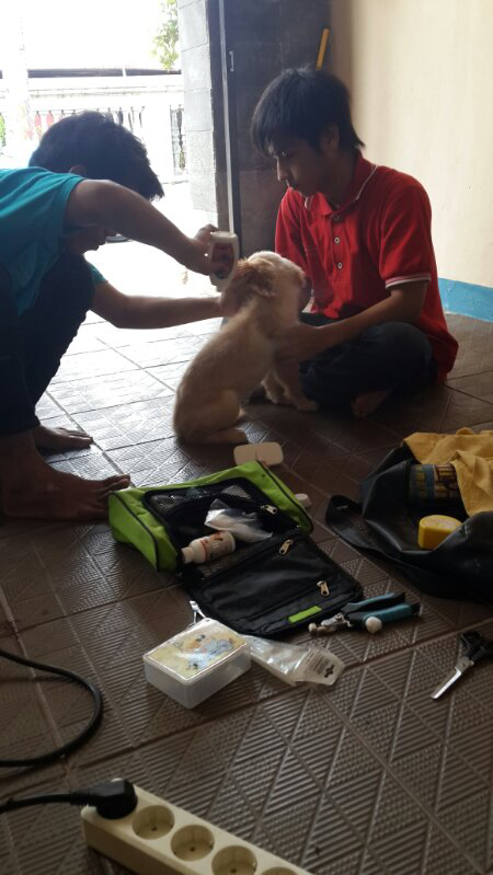 puppy golden retriver 3bulan