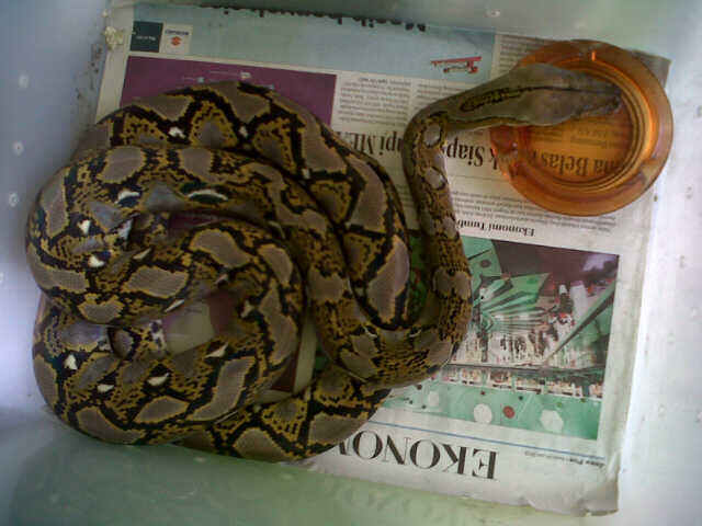 Jual Retic kesayangan mulus jitot, masuk gaaannn