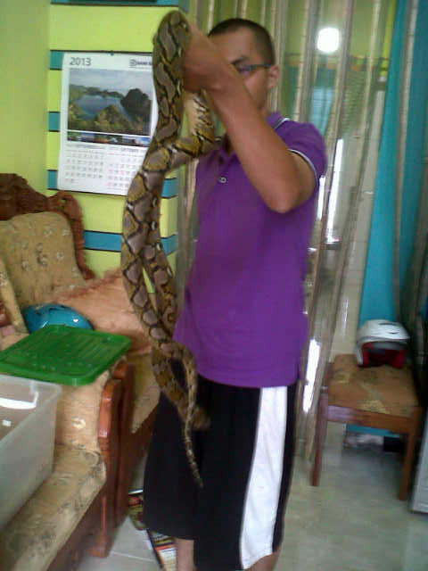 Jual Retic kesayangan mulus jitot, masuk gaaannn