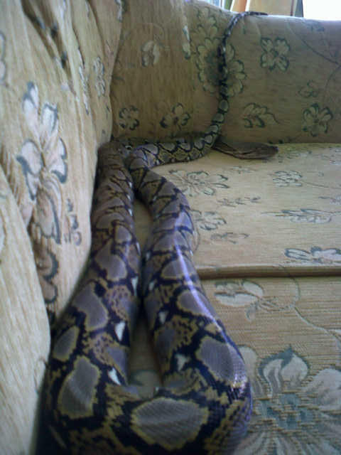 Jual Retic kesayangan mulus jitot, masuk gaaannn