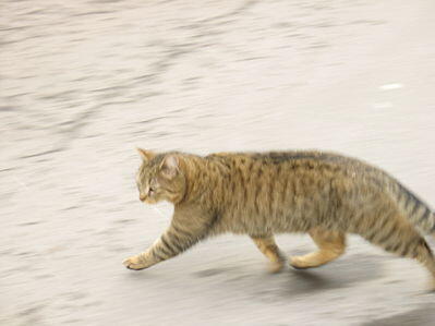 23 Keunikan Kucing Yang Jarang Diketahui