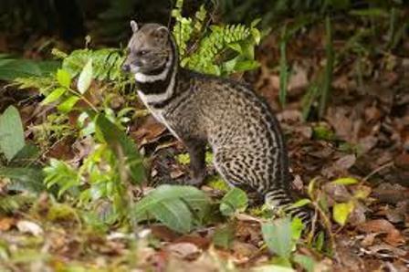 23 Keunikan Kucing Yang Jarang Diketahui