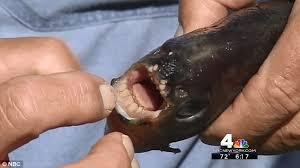 Waspada Ikan Pemakan Alat Vital/Penis